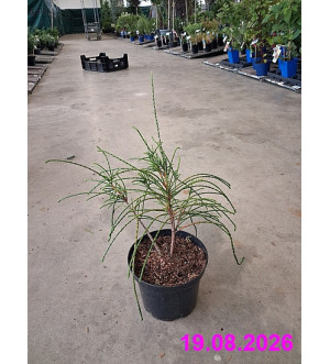 Thuja plicata 'Whipcord' C 2 L
